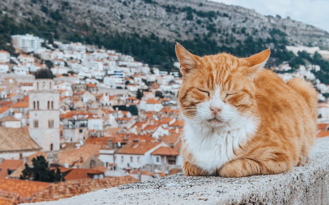 De beste huisdiervriendelijke accommodaties in Rijeka